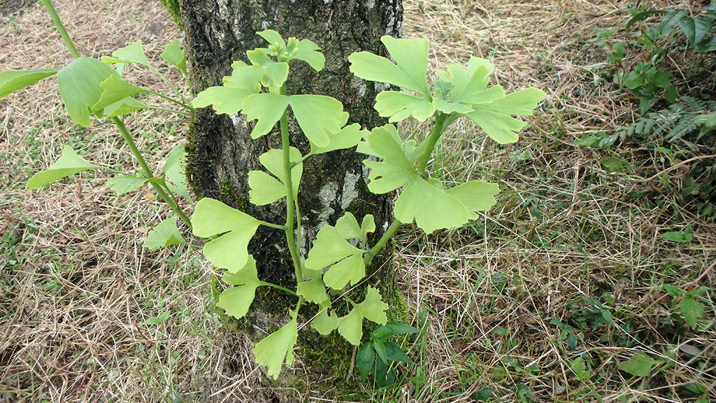 07